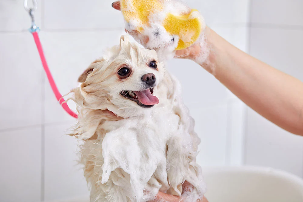 Dog enjoying bath time
