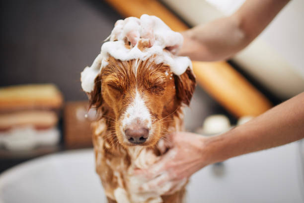 Happy dog with healthy skin