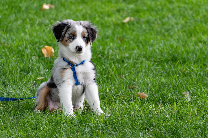 Puppy playing outdoors